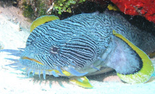 Splendid Toadfish - Only in Cozumel!