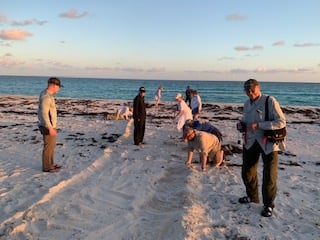 Turtle Rescue Workshop Team